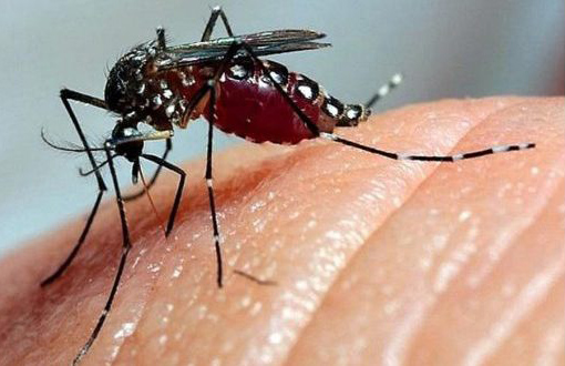 Expertos informaron sobre evolución de arbovirus en Cuba
