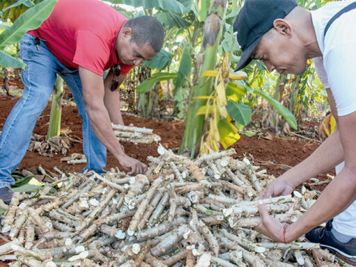 Convoca CTC a jornada nacional de trabajo voluntario