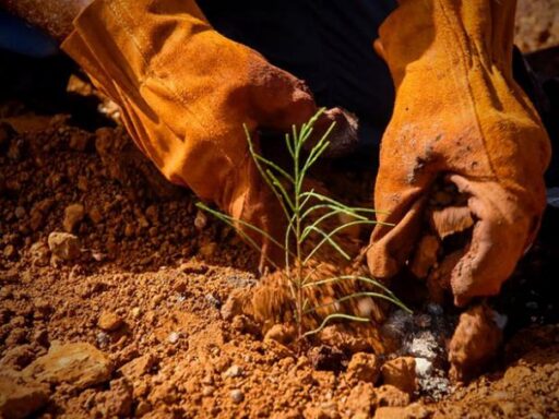 Proyecto contribuye a la protección ambiental en Holguín