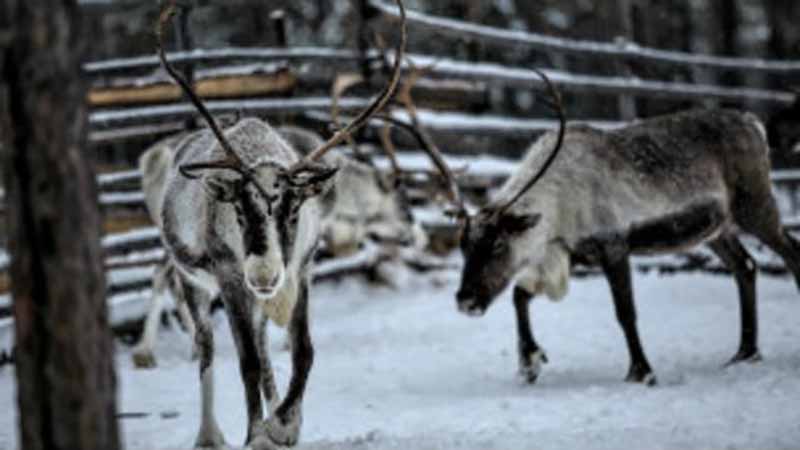 Rusia estudiará rutas migratorias de renos en peligro de extinción
