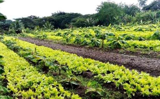 Promueven siembra de vegetales y hortalizas en unidad agrícola sanluisera