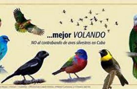 Captura ilegal aumenta y pone en peligro a las aves en Cuba