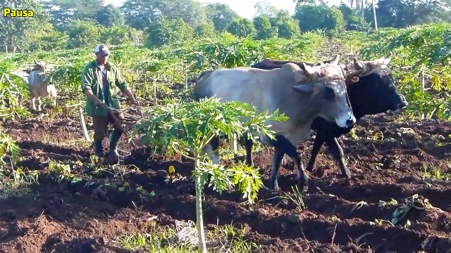 Empresa agroindustrial 23 de Julio: Un pilar importante en la producción de alimentos para Santiago de Cuba  (+Fotos)