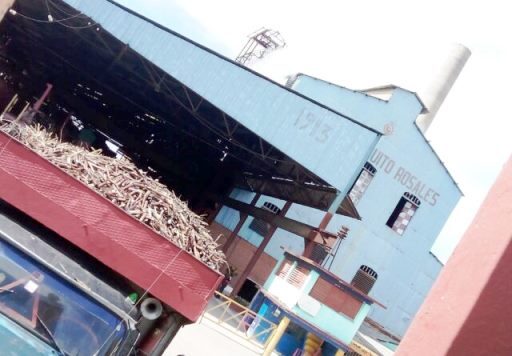 Priorizan en empresa cañera de San Luis atención a la gramínea