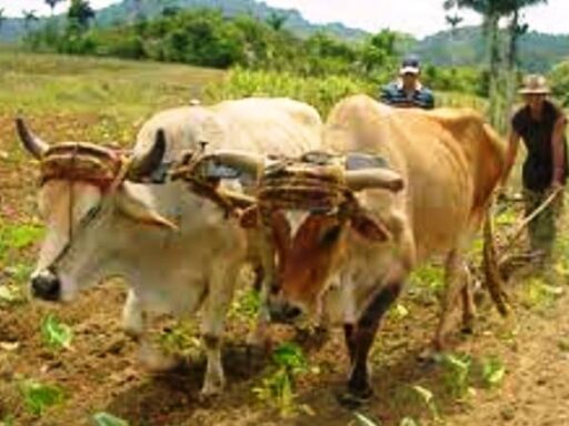 Uso de transporte con soporte animal, alternativa en el campo sanluisero