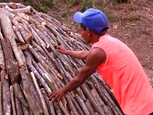 Impulsan producción de carbón vegetal para la exportación