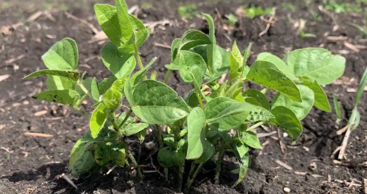 Promueven producción sostenible del frijol del género Vigna en Palma Soriano