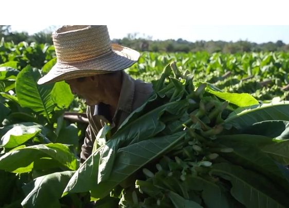 La nueva estimulación al sector tabacalero incita la reincorporación y la recuperación
