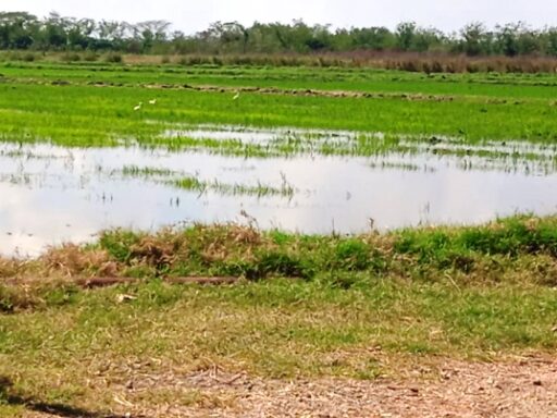 En Santiago de Cuba se implementa la producción arrocera