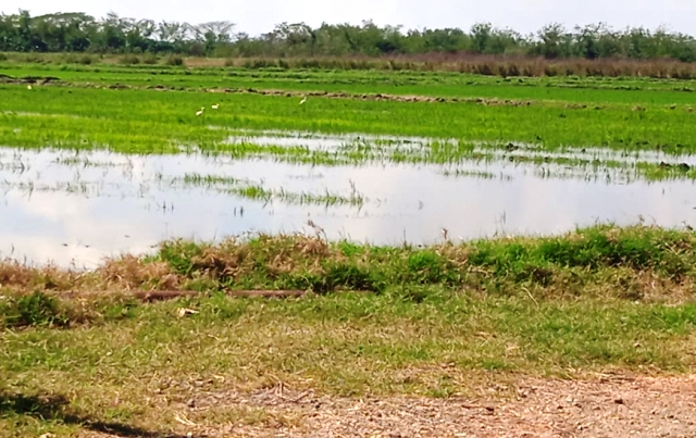 En Santiago de Cuba se implementa la producción arrocera