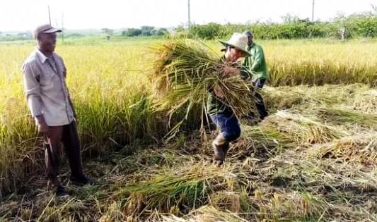 Arroz en la montaña