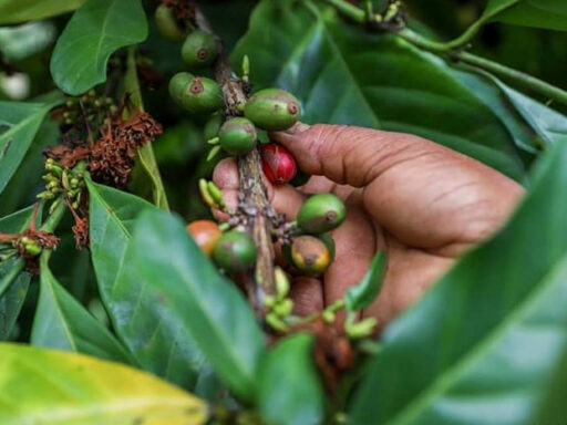 Respalda FAO resiliencia agrícola en oriente cubano
