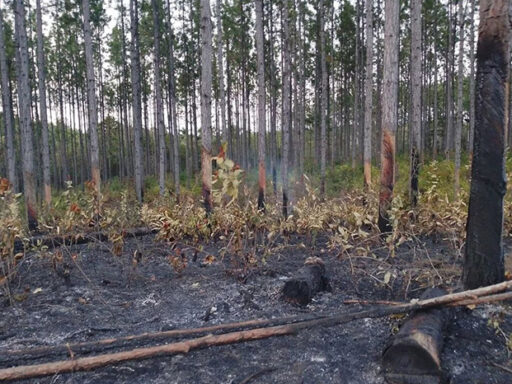Sigue enfrentamiento a incendios forestales en Pinar del Río