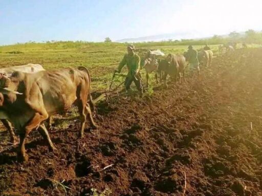 Santiago de Cuba afronta una intensa campaña de primavera