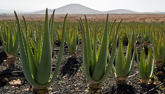 Salud desde lo natural: Usos tópicos del gel de aloe