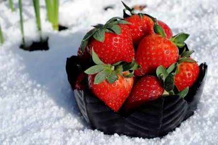 Crean en Rusia variedad de fresa resistente al invierno