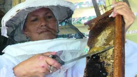 Fortalece apicultora desarrollo comunitario en Santiago de Cuba