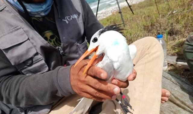 GPS en aves marinas, un hito en Cuba