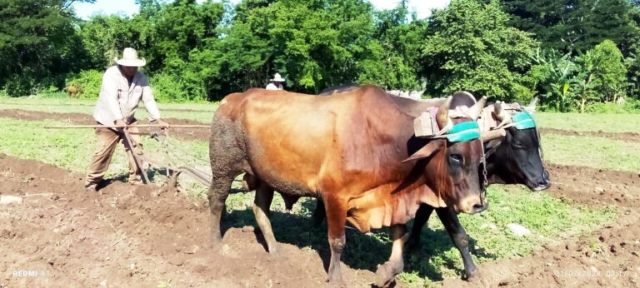 Muestra avances en la producción de alimentos organización campesina