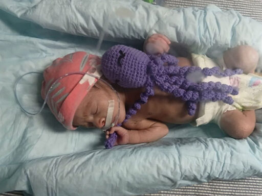 Pinar del Río comienza el uso de pulpos neonatales