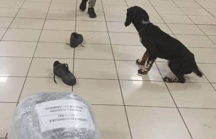 Frustra Aduana nuevo intento de introducir cocaína en La Habana