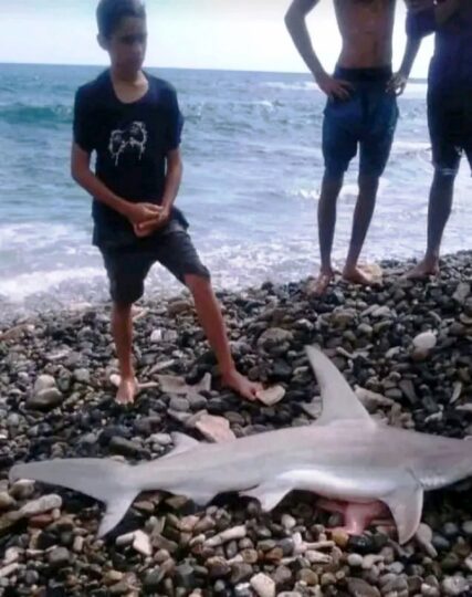 Se avista un pequeño tiburón en Siboney