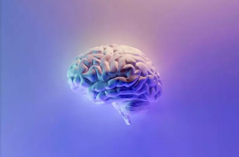 El cerebro no es uno solo, son dos órganos diferentes unidos