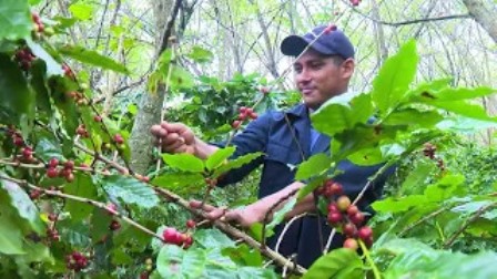Inició cosecha cafetalera en Tercer Frente