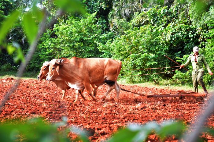Nuevas normas para ordenar y dinamizar las transformaciones en la agricultura
