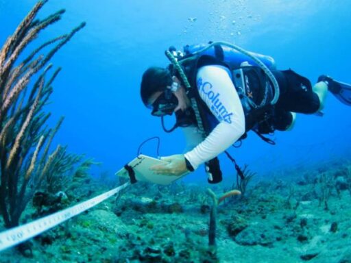 Arrecifes coralinos enfrentan impactos por calentamiento del mar