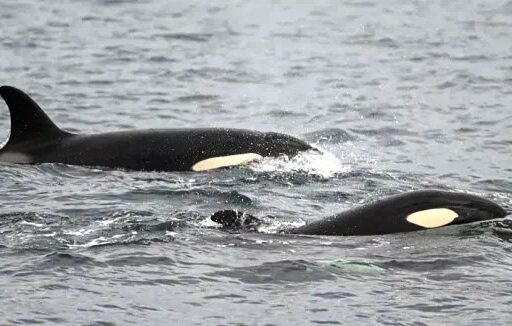 La guerra entre orcas y tiburones blancos que cambia el ecosistema marino