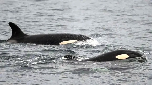 La guerra entre orcas y tiburones blancos que cambia el ecosistema marino